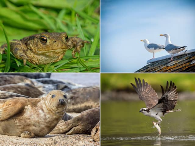 Some of the wildlife to look out for in Scotland during March.