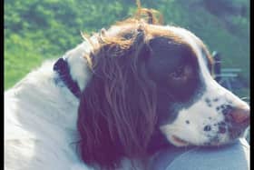 The springer spaniel was washed over a waterfall in Fort William.