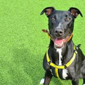 Edinburgh rescue dog Louie the lurcher is waiting for his forever home at Dogs Trust West Calder