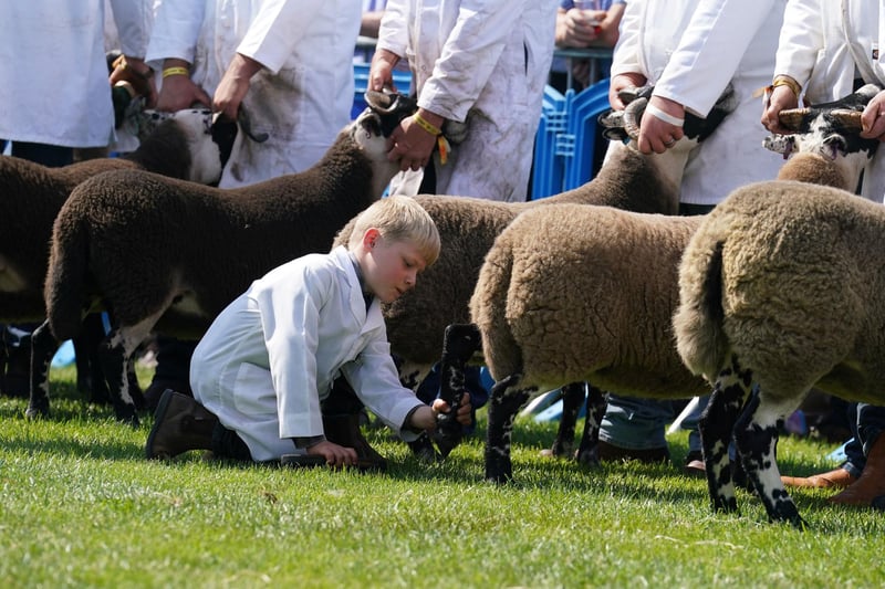 A young farm hand views his blackface sheep as they are judged in the ring at the Royal Highland Centre in Ingliston, Edinburgh.