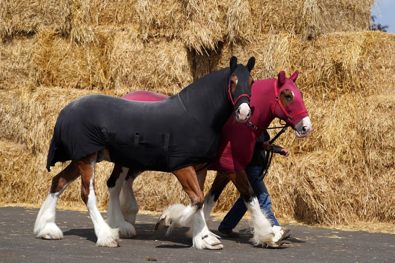 Clydesdale horses are walked at the Royal Highland Centre in Ingliston, Edinburgh, before the show begins..