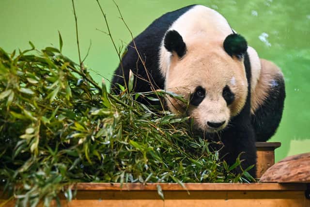 The beloved pandas, who have been living at Edinburgh Zoo since 2011, may be returned to China, unless a new lease agreement is quickly agreed upon.