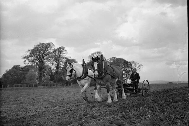 Horses can be seen ploughing the fields at East Craigs Farm in 1958.