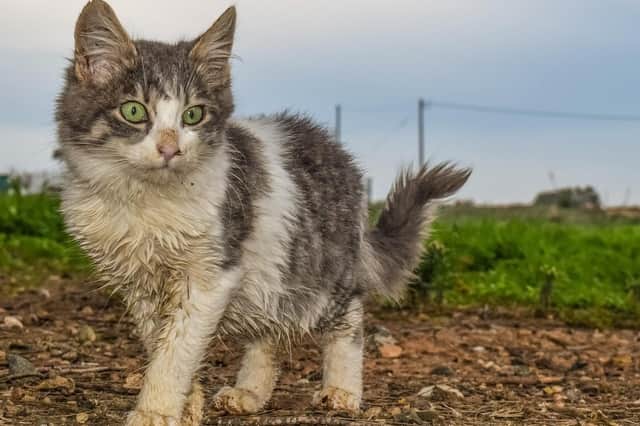 ​The charity needs volunteers to offer cats temporary homes.