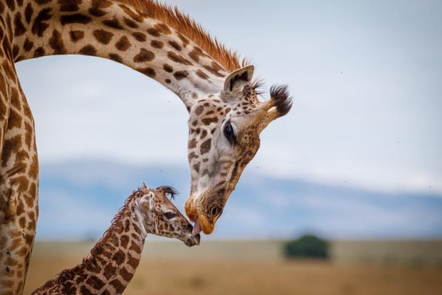 A baby giraffe gets some love and affection from its mum, captured by Thorsten Hanewald in Kenya’s Masai Mara