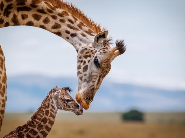 A baby giraffe gets some love and affection from its mum, captured by Thorsten Hanewald in Kenya’s Masai Mara