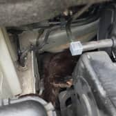 The otter can be seen poking out from inside the car engine.