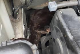 The otter can be seen poking out from inside the car engine.