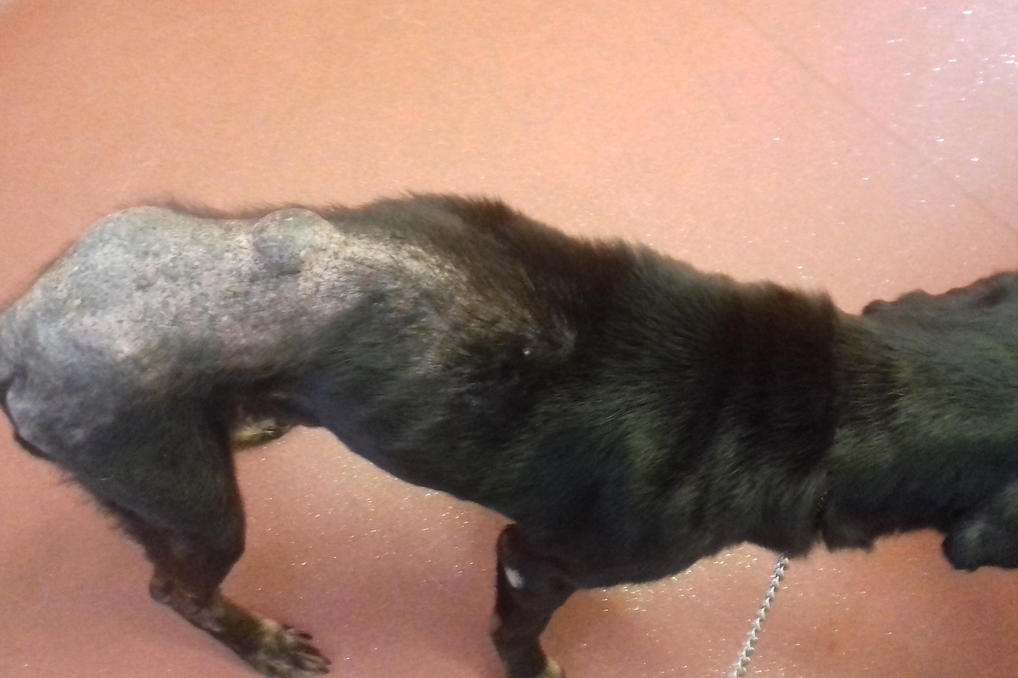Dog left to suffer serious skin disease and cancerous