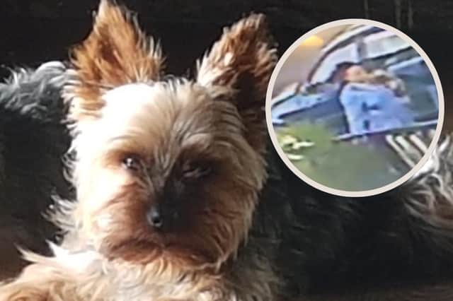 Oli, who has been reported missing from his home address in Musselburgh, and a pic of the CCTV showing a woman carrying a dog, believed to be Oli, according to his owners picture: supplied
