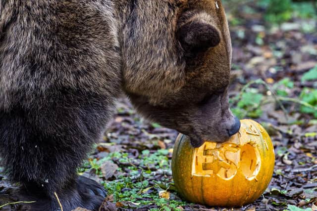 The zoo is home to Eso the European Brown Bear, who was rescued by a charity in Albania from a small roadside cage beside a restaurant.




Eso  is European Brown Bear





Halloween Fun at Five Sisters Zoo, West Calder, West Lothian