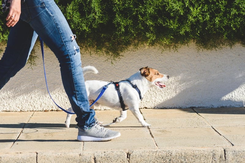 When walking on pavements, keep your dog building side - walk them away from the curb.