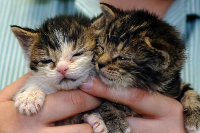 If you sell kittens online, how do you know what the buyer will do with them? (Picture: Clara Molden/PA Wire)