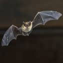 Bats pose no 'higher threat' of spreading viruses say researchers. Picture: Shutterstock