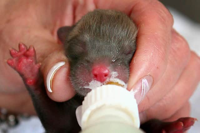 This is a fox cub, not a kitten (Picture: Gareth Fuller/PA)