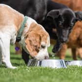 It costs around £2 million a year to run Edinburgh Dog and Cat Home and the charity receives no government funding, relying almost entirely on the generosity of donations from the public.