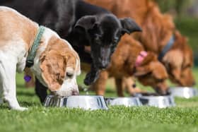 It costs around £2 million a year to run Edinburgh Dog and Cat Home and the charity receives no government funding, relying almost entirely on the generosity of donations from the public.