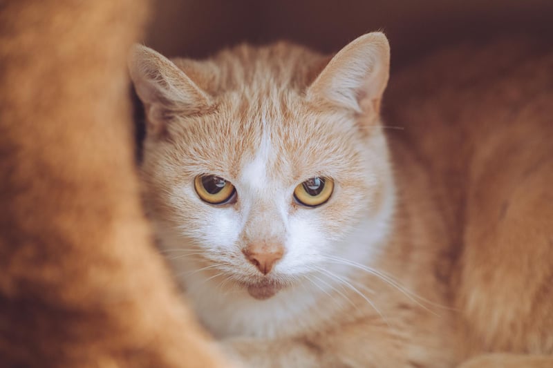Cookie is a shy, quiet  five-year-old female looking for a home with an experienced owner who can help to build her trust and make her feel safe again.