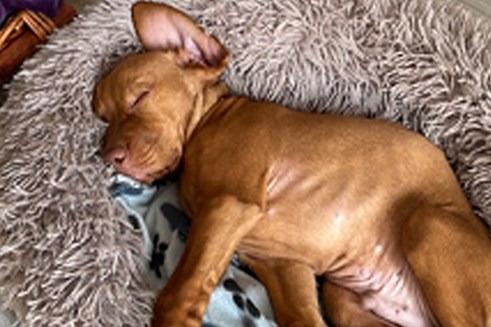 Lothian region Sue Webber thinks Alfie the Hungarian Vizsla puppy has a great chance of claiming the title, explaining: "Alfie is super, he might be new to the world but everyone that meets him falls instantly in love with him. He is already demonstrating his loyalty and commitment to our family. His energy and cheeky character develops each day."