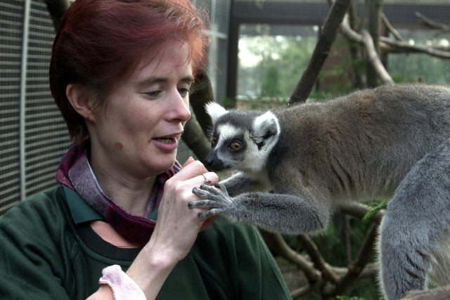 Three Sisters Zoo in West Lothian offer a lemur feeding experience. This is a wonderful opportunity to get up close to adorable Ring-Tailed Lemurs, to learn more about them and feed them.