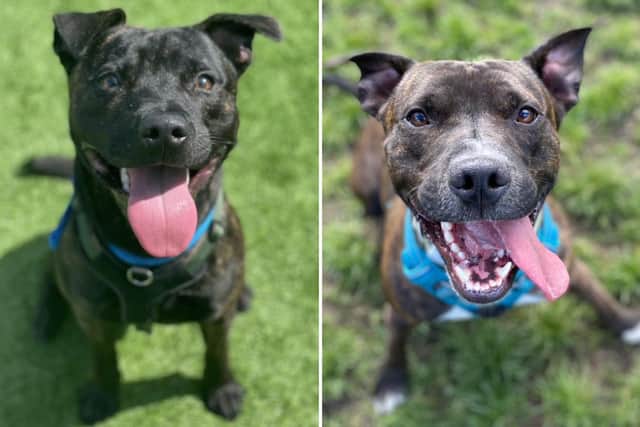 Edinburgh rescue dogs Hugo (left) and Romeo need a new forever home (Edinburgh Dogs and Cats Home)