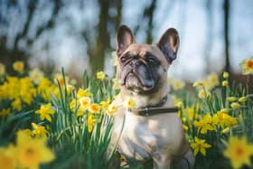 Spring flowers are a pretty and welcome sign that winter is finally over - but some of the blooms can be dangerous to dogs.