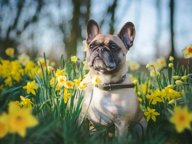 Spring flowers are a pretty and welcome sign that winter is finally over - but some of the blooms can be dangerous to dogs.