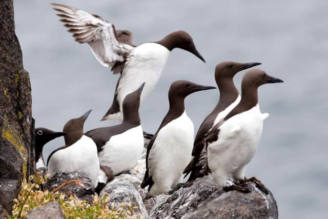 Guillemots on the Isle of May (Getty Images)