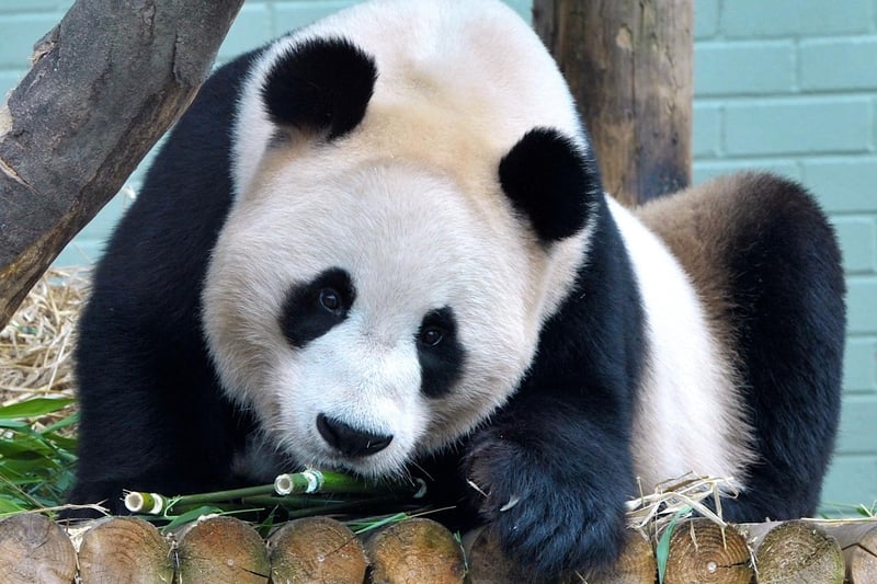 Yang Guang celebrated his 9th birthday at Edinburgh Zoo and was treated to some 'Panda Delights'.