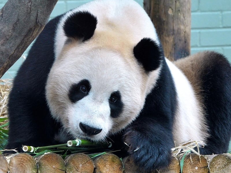 Yang Guang celebrated his 9th birthday at Edinburgh Zoo and was treated to some 'Panda Delights'.