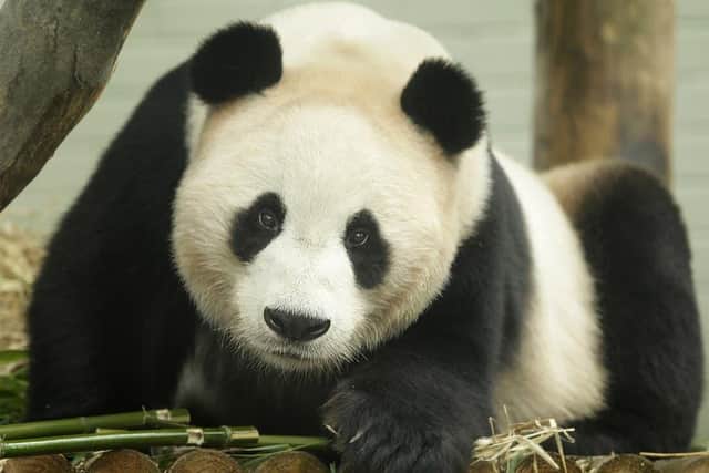 Yang Guang is now infertile after suffering testicular cancer