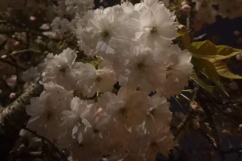 These faded blossoms bring a celestial glow to the streets of Newington both day and night. (Credit: Allasan Sheòras Buc)