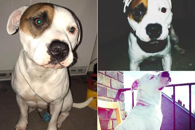 Speed the Staffordshire Bull Terrier was last seen outside Tesco Express in Edinburgh's Holyrood Road