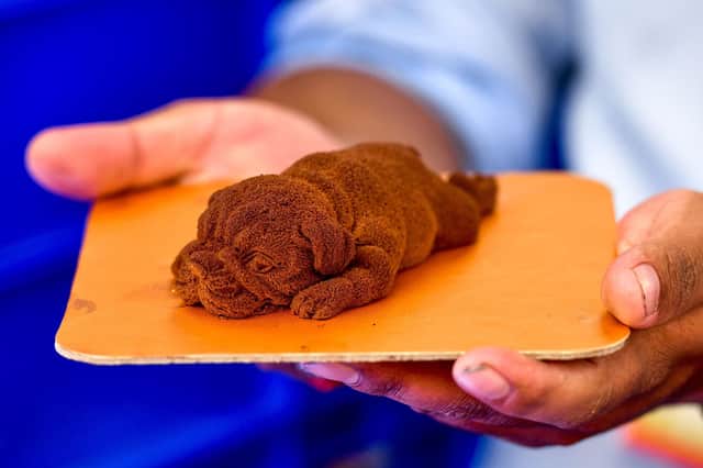 Chocolate dogs are fine, just don't give chocolate to the real animals (Picture: Manjunath Kiran/AFP via Getty Images)