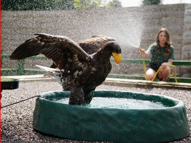Vraska the steller's sea eagle cooling down in her bath with keeper Johanna McQuade at Blair Drummond Safari and Adventure Park, near Stirling, on the hottest day of the year.  (Andrew Milligan/PA Wire)