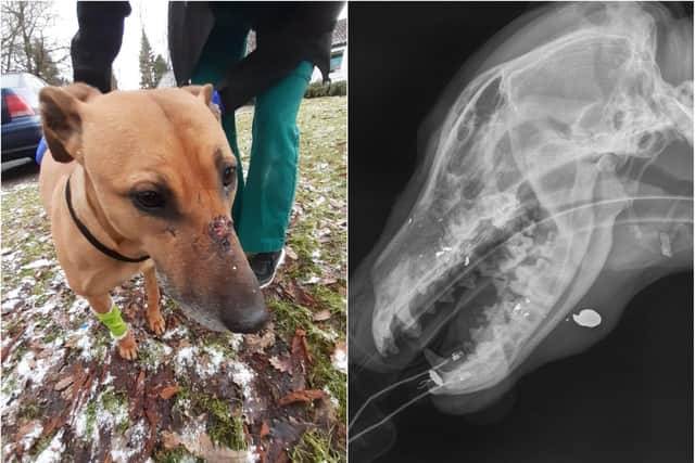Vets were shocked to discover the dog had been shot. Pic: SSPCA