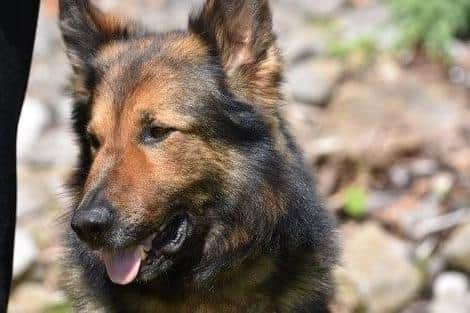 Canine crime fighter: PD Storm