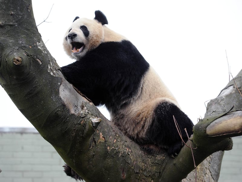 The Princess Royal was taken to see Tian Tian the female panda on 26 February 2012.