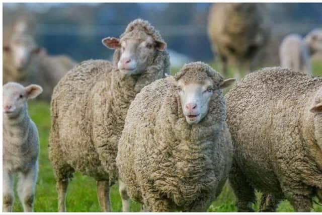Police are making enquiries after a dog chased sheep onto a main road in Midlothian.