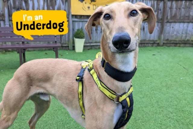 Lionel is a two-year-old lurcher who is very affectionate with the people he knows. He can live with children aged 14 years and above and would like to be the only pet in the home. Lionel is a sweet boy looking for a calm home where he can chill out on a comfy sofa or cosy bed. He loves the garden where he has lots of fun running around or playing with his favourite toys and loves walks where he can take time to enjoy all the amazing smells. Lionel can be a little shy when first meeting people, however with some cuddles and tasty treats he soon becomes your best friend.