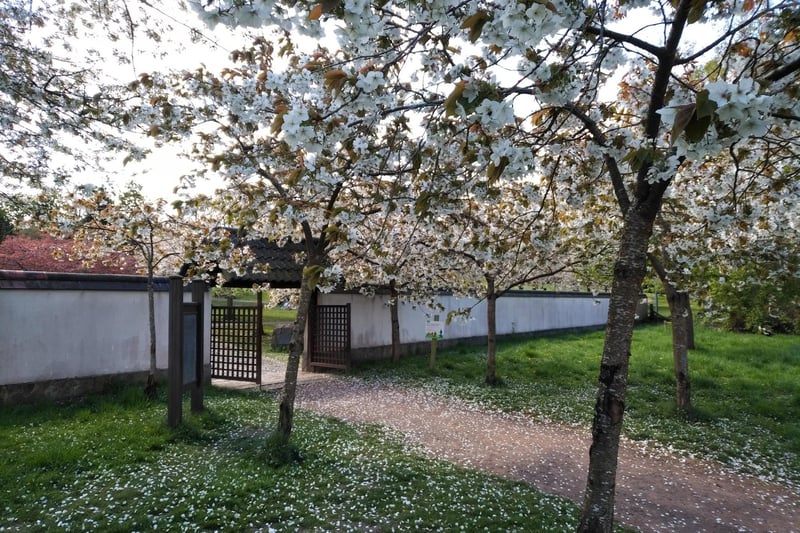 Flowering sakuras decorate the Japanese garden in Lauriston Castle- a brilliant atmosphere for peaceful thoughts and meditation. (Credit: JJ Ozkan)