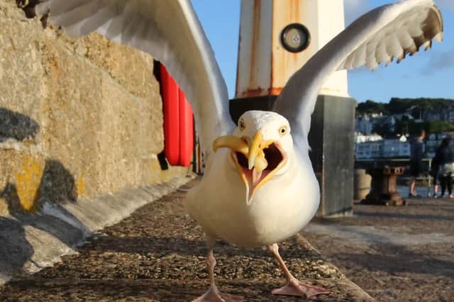 A gull has been going inside Hayley's house to eat the cat food (Picture: Matt Cardy/Getty Images)