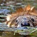 Beavers are nature's construction engineers. So can they come give Edinburgh a hand with its roadworks? (Picture: Koca Sulejmanovic/AFP via Getty Images)