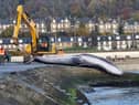 The body of the Sei whale was towed to Burntisland, so it can be properly disposed of.