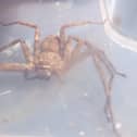 This African Huntsman spider was discovered in the suitcase of a person from Edinburgh when they returned from a trip to Africa.