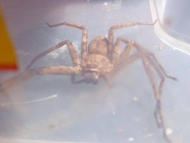 This African Huntsman spider was discovered in the suitcase of a person from Edinburgh when they returned from a trip to Africa.