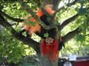 Witch in a tree