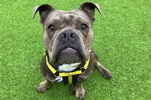 Pebbles the bulldog puppy is looking for a new home (Dogs Trust West Calder)