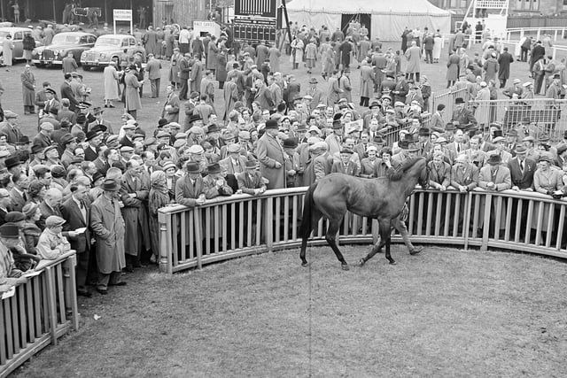 Mr AE Brown's horse Conviviality being sold by auction at Musselburgh Races in September 1957.