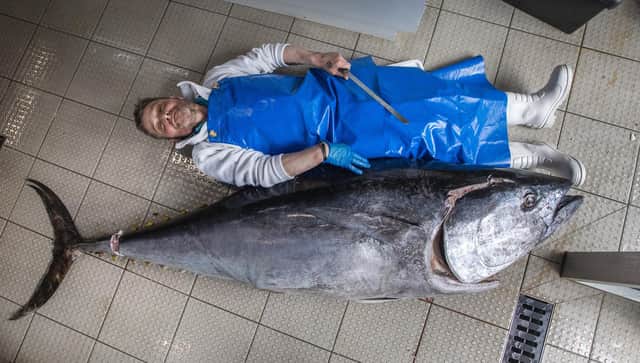 Willian Elliot from Eddie's Seafood Market in Edinburgh with a giant seven foot bluefin tuna weighing in at 150kg. June 14 2022  See SWNS story SWSCtuna.  A fishmonger has taken delivery of this mammoth catch â€“ a 7ft bluefin tuna tipping the scales at a whopping 150kg which is worth thousands.  Campbell Mickel, 51, got the rare fish today (Tue) after buying it from traders in Barcelona on Friday - and said he was so excited he couldn't sleep.  It arrived in the UK yesterday and was transported to Eddieâ€™s Seafood Market, Edinburgh, overnight.  It took four guys to haul the huge tuna onto the window display at the fish market - and Campbell said he will have to fillet it in on the floor as it doesn't fit on the counter.  Campbell said he would not normally advocate eating bluefin tuna but said the 7ft fish was farmed rather than caught in the wild. 